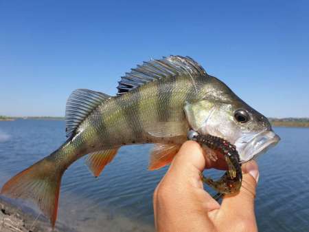 Джиг на глубоком карьере Джиг на глубоком карьере
