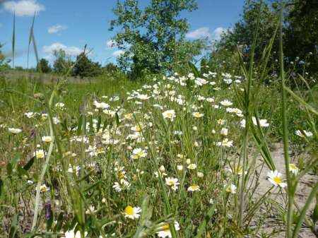 Холостой дубль