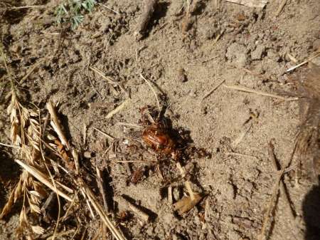 Холостой дубль