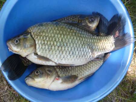 Холостой дубль