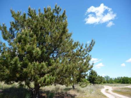 Холостой дубль