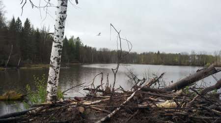 Карась на Горелом