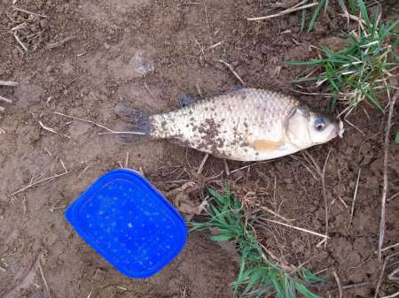 Классика. Поплавок на деревенском пруду. Классика. Поплавок на деревенском пруду.