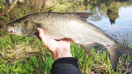 Ловля трофейного жереха на реке