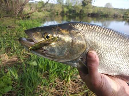 Ловля трофейного жереха на реке
