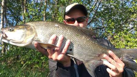 Ловля трофейного жереха на реке