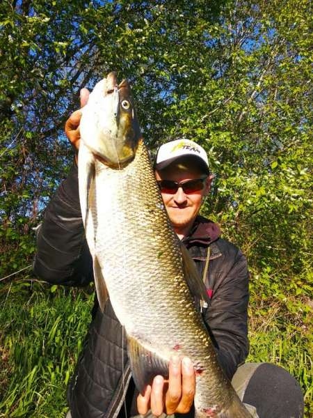 Ловля трофейного жереха на реке