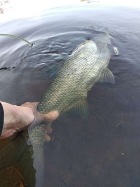 Ловля трофейного жереха на реке