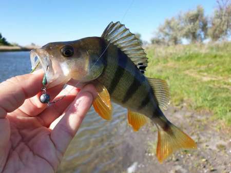 Микроджиг. На одну приманку весь день.