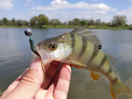 Микроджиг. На одну приманку весь день.