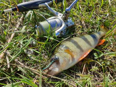 Микроджиг. На одну приманку весь день.