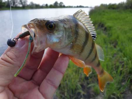 Микроджиг. На одну приманку весь день.