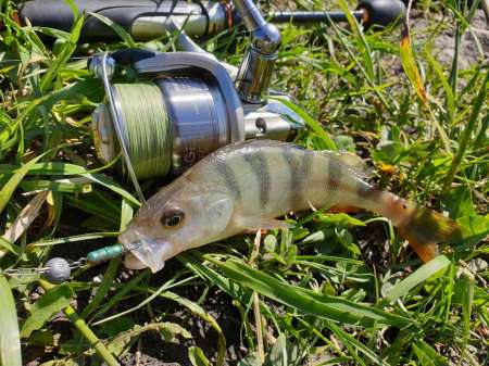 Микроджиг. На одну приманку весь день.