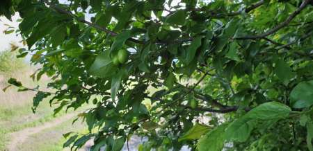 Окунь, окунь и только окунь...