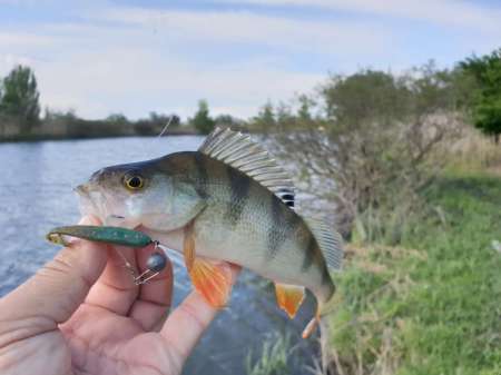 Окунь, окунь и только окунь...
