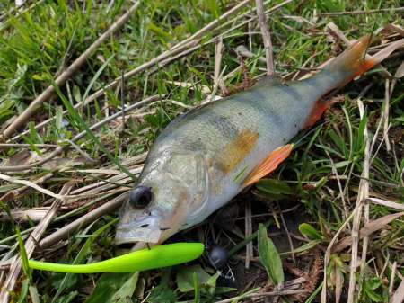 Окунь, окунь и только окунь...