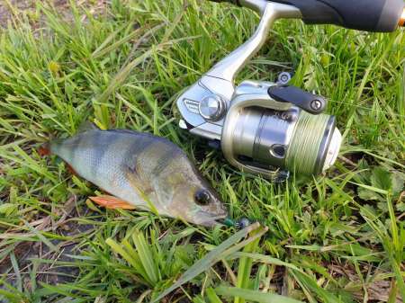 Окунь, окунь и только окунь...