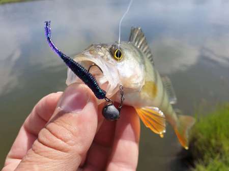 Окунь, окунь и только окунь...