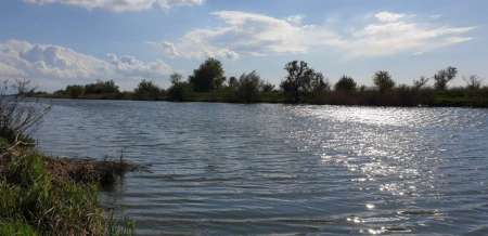 Окунь, окунь и только окунь...