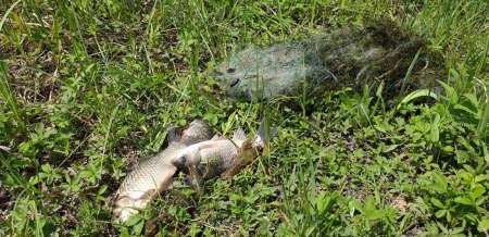 Окунь, окунь и только окунь...