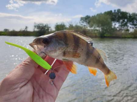 Окунь, окунь и только окунь...