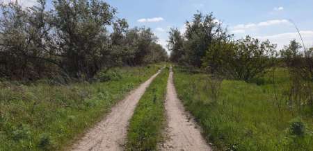 Окунь, окунь и только окунь...