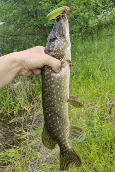 Отличный воблер на щуку летом. Топвотер (Тopwater).