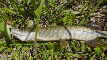 Отличный воблер на щуку летом. Топвотер (Тopwater).