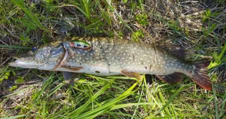 Отличный воблер на щуку летом. Топвотер (Тopwater).