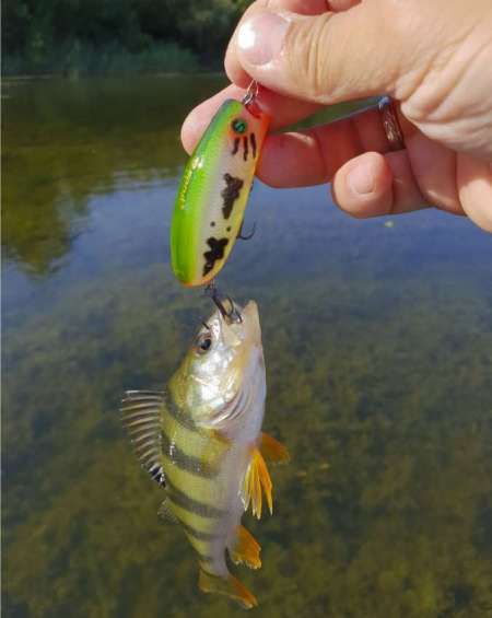 Отличный воблер на щуку летом. Топвотер (Тopwater).