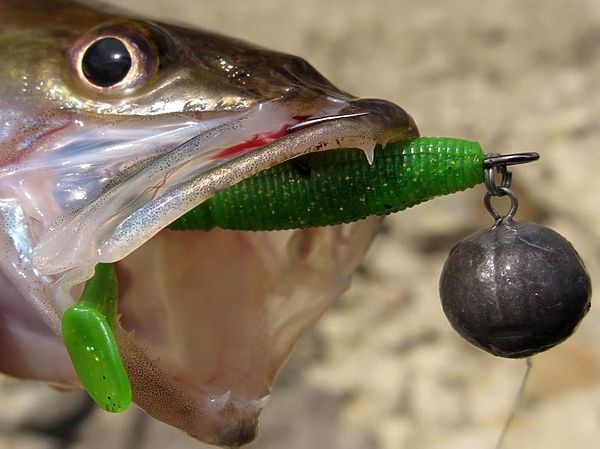 Первые поклевки, первые берши