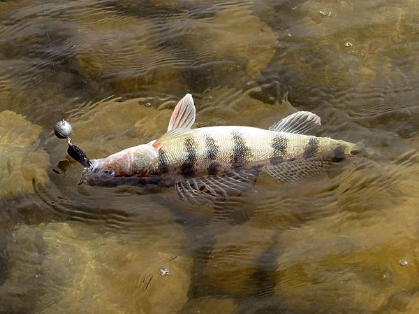 Первые поклевки, первые берши