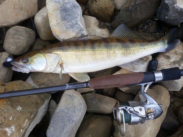 Первые поклевки, первые берши