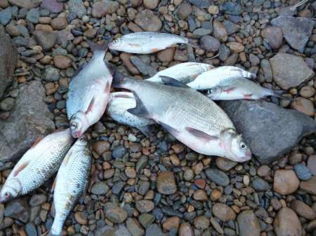 Поплавочное утро