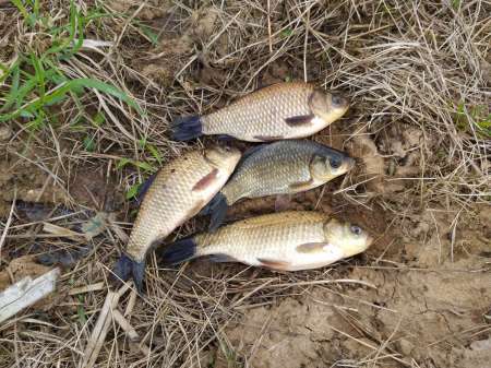 Продолжаем осваивать местный пруд