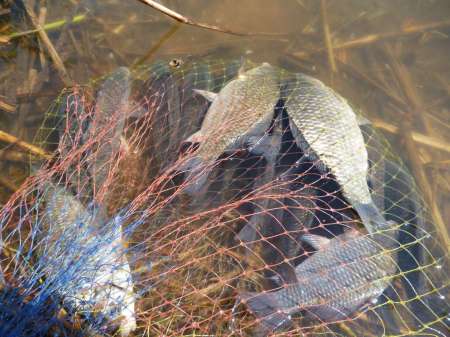 Просто здорово!