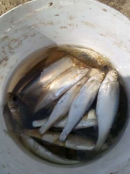 Рыбалка на пруду Агеевский Рыбалка на пруду Агеевский