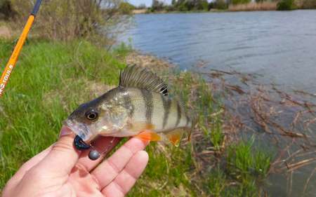 С микроджигом за щукой и окунем