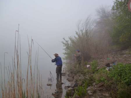 Селёдка в тумане