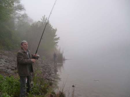 Селёдка в тумане