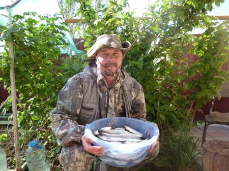 Селёдочные чудеса Селёдочные чудеса