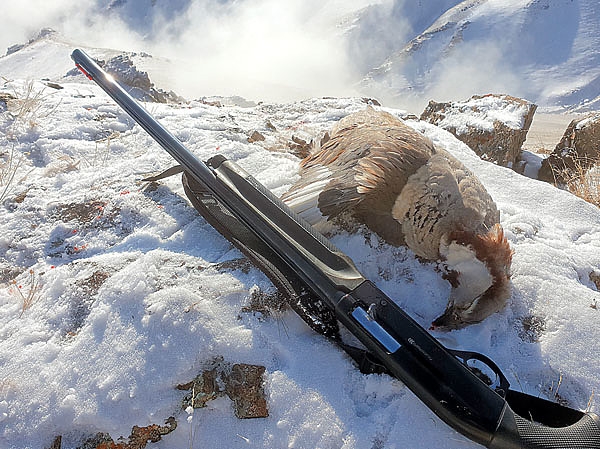 Серебро холодной горы Серебро холодной горы