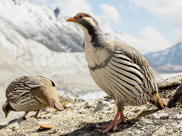 Серебро холодной горы Серебро холодной горы