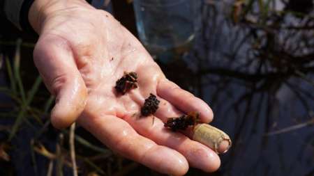 Шитики - лучшая насадка на фидер весной