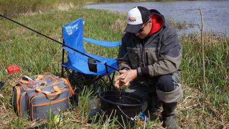 Шитики - лучшая насадка на фидер весной
