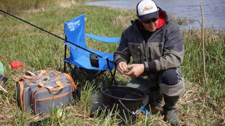 Шитики - лучшая насадка на фидер весной
