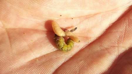 Шитики - лучшая насадка на фидер весной