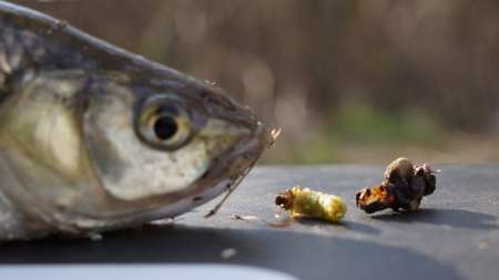 Шитики - лучшая насадка на фидер весной