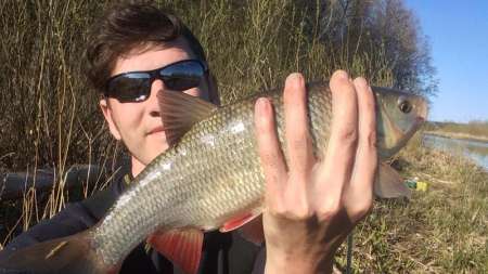 Шитики - лучшая насадка на фидер весной