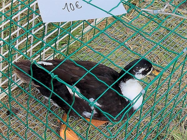 Соло на берегу Ла-Манша